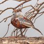 Chaffinch