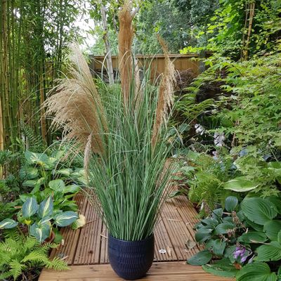 Potted Pampas 5 heads 118cm