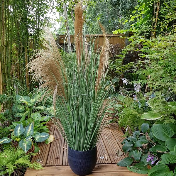 Potted Pampas 5 heads 118cm