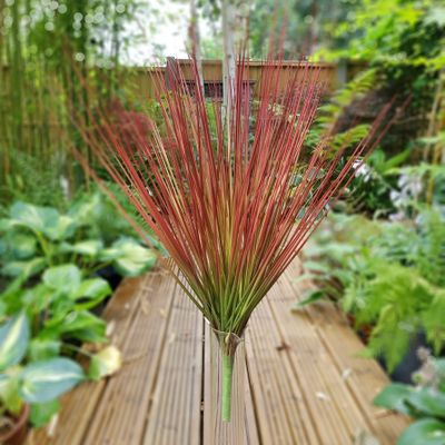 Blood Grass Bush 