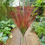 Blood Grass Bush 