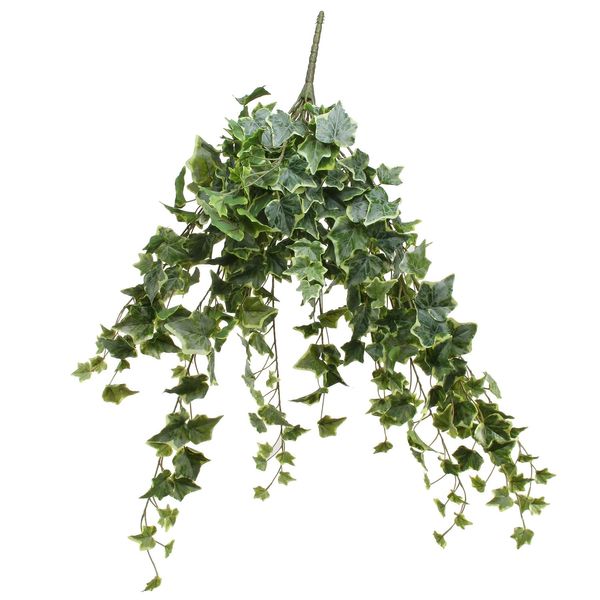 Frosted Vari Ivy Bush Vine (80cm)(4/16)