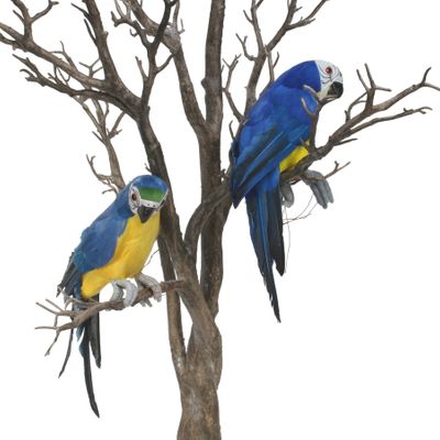 Blue Perching Macaw (S)