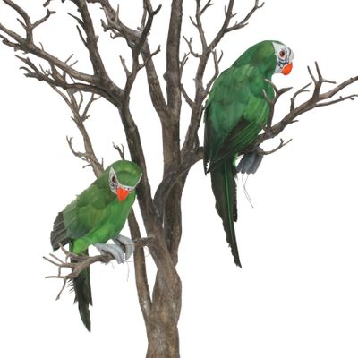 Green Perching Macaw (S)