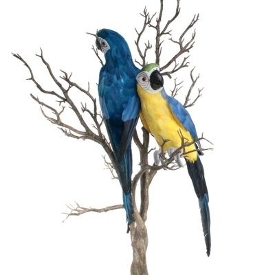 Blue Perching Macaw (L)