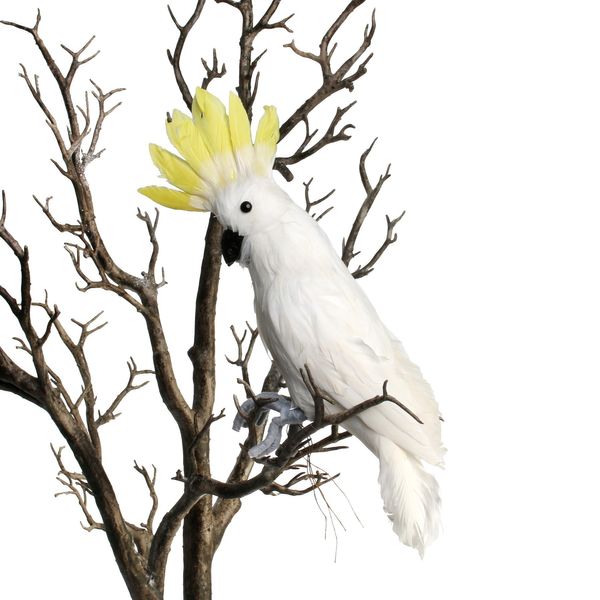 Cockatoo