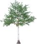 3.3m Silver Birch Tree Green