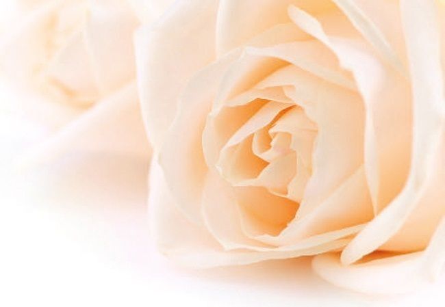 Soft Cream Rose Folded Card (pk25)