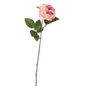 Balmoral Old Garden Rose Light Pink