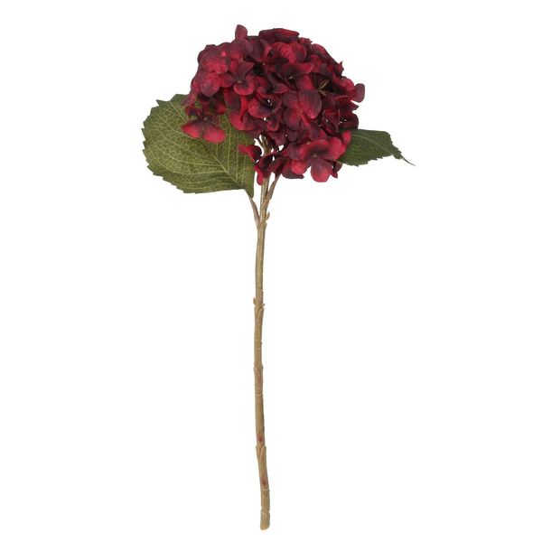 Balmoral Hydrangea Burgundy