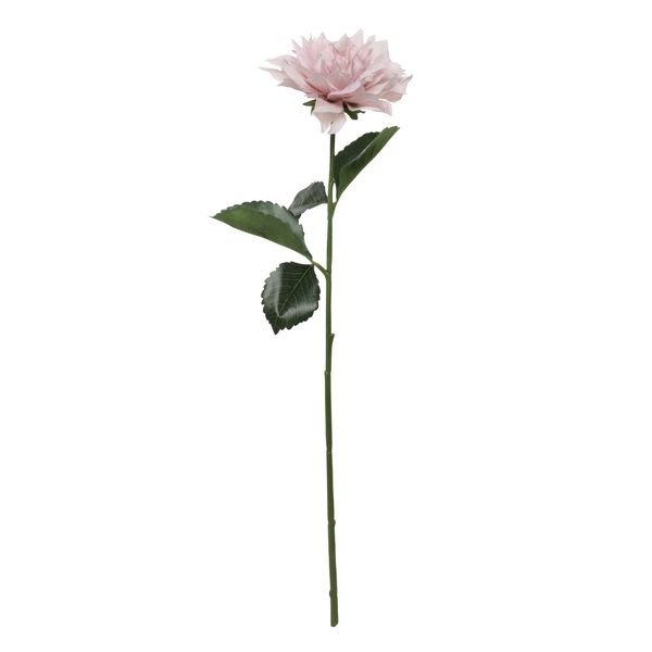 Glamis Single Dahlia with 2 Leaves Light Pink (61cm)