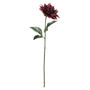 Glamis Single Dahlia with 2 Leaves Burgundy(61cm)