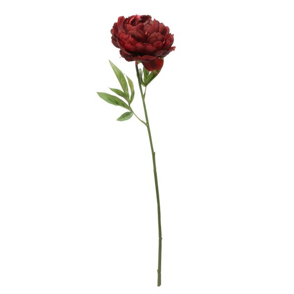 Glamis Single Peony Dark Red (62cm)