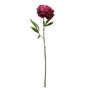 Glamis Single Peony Burgundy (62cm)