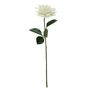 Glamis Single Dahlia with 2 Leaves Cream (61cm)