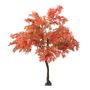 2.8m Japanese Maple Tree Red