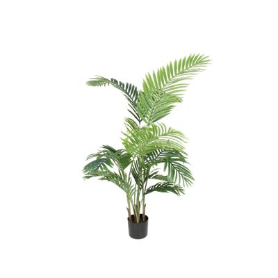 Parlour Palm 140cm