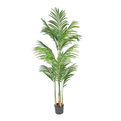 Kentia Palm 140cm