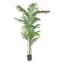 Kentia Palm 180cm