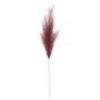 Luxury Pampas Dusky Rose 15 Heads ( 12/300)