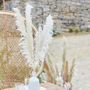 Bleached Pampas Grass