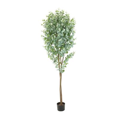 Eucalyptus Tree - 6ft