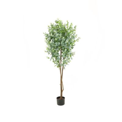 Eucalyptus Tree - 5ft