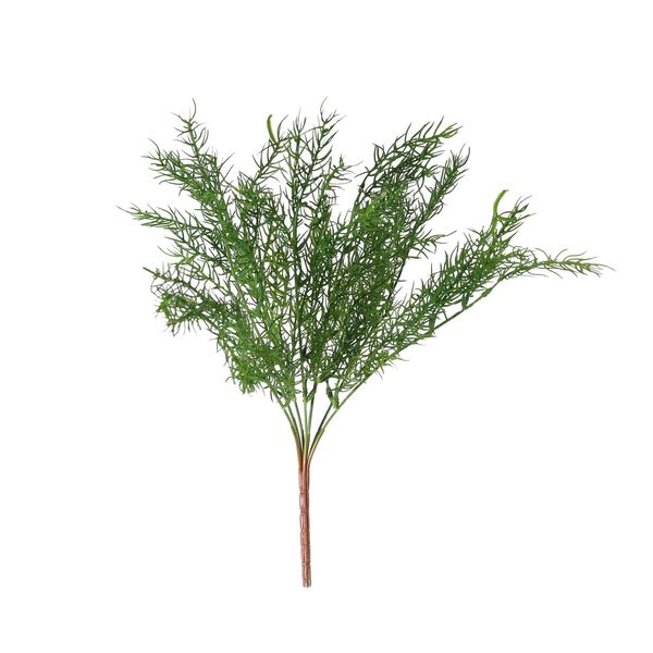 Asparagus Fern (24/240)