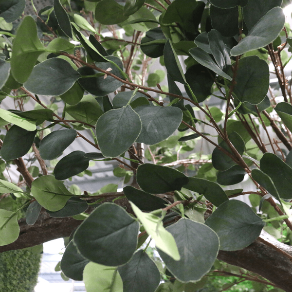 3.2m Eucalyptus Tree Green