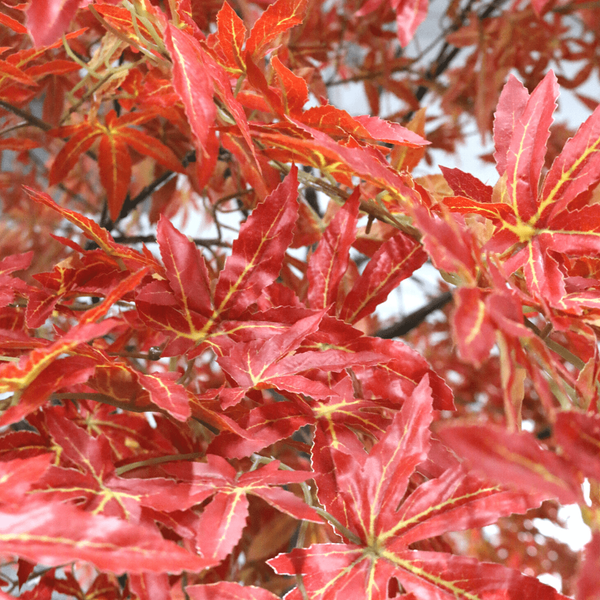 2.7m Japanese Acer Tree Red