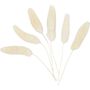 Bunny Tails 