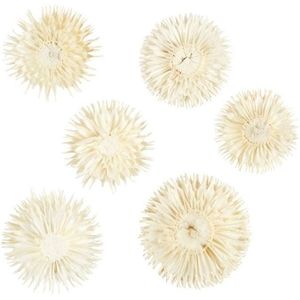 Dried Flowers 