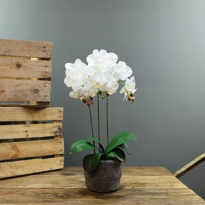  Aragon Medium Phalaenopsis-White in Cement Pot-3 Stems-H52cm(1/12)