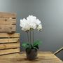  Aragon Medium Phalaenopsis-White in Cement Pot-3 Stems-H52cm(1/12)