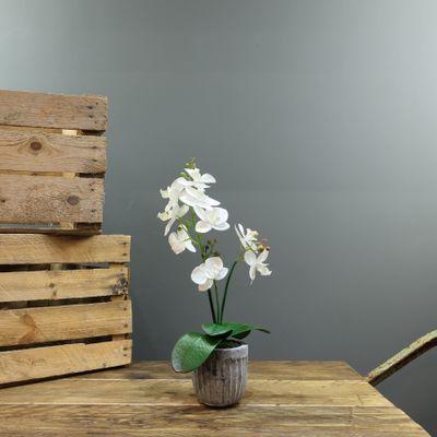  Aragon Medium Phalaenopsis-White in Concrete Pot-2 stems H42cm (1/12)