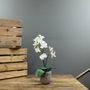  Aragon Medium Phalaenopsis-White in Concrete Pot-2 stems H42cm (1/12)