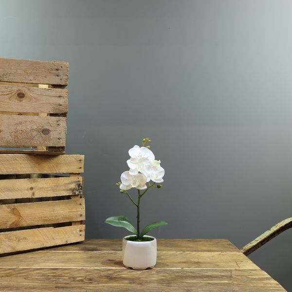  Medium Phalaenopsis-White in Ceramic Pot -1 stem H32cm(1/24)