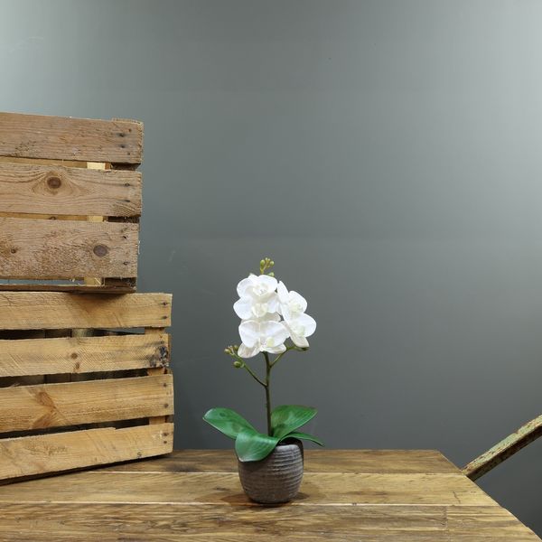  Medium Phalaenopsis White-in Concrete Pot-1 stem H35cm (1/24)