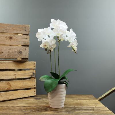  Medium Phalaenopsis-White in Ceramic Pot 3 stems H54cm(1/12)