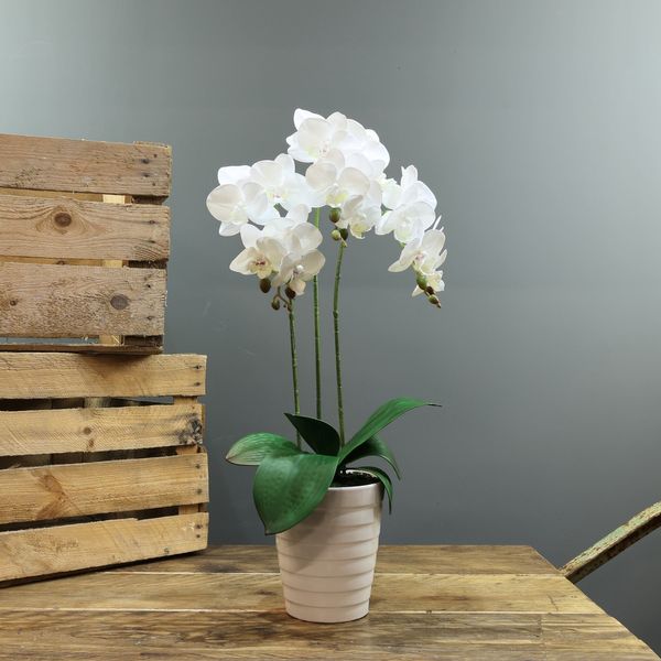  Medium Phalaenopsis-White in Ceramic Pot 3 stems H54cm(1/12)