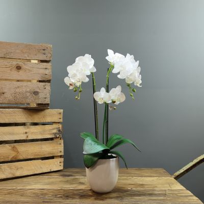  Medium Phalaenopsis-White in Ceramic Pot-3 stems H52cm(1/12)