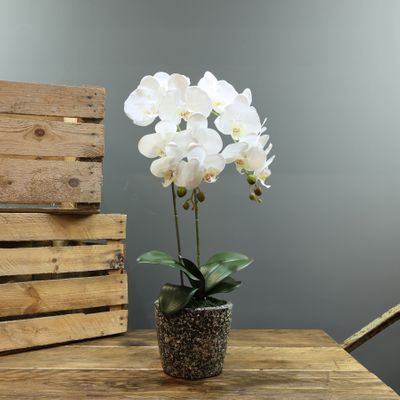 Aragon Phalaenopsis-White in Cement Pot-2 stems H56cm(1/12)