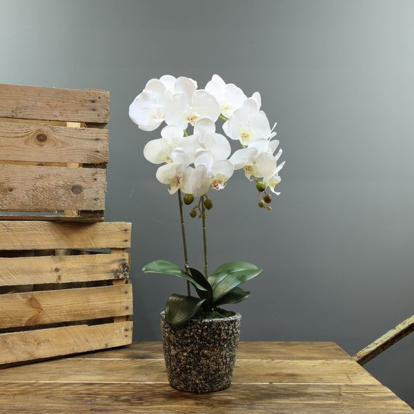 Aragon Phalaenopsis-White in Cement Pot-2 stems H56cm(1/12)