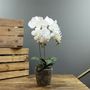 Aragon Phalaenopsis-White in Cement Pot-2 stems H56cm(1/12)