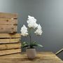  Aragon Medium Phalaenopsis-White in Ceramic Pot -1 stem H52cm(1/12)