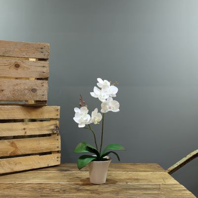  Aragon Medium Phalaenopsis-White in Ceramic Pot-2 stems H40cm(1/12)