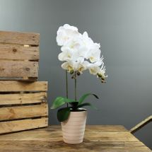 Aragon Phalaenopsis-White in Ceramic Pot-2 stems H58cm(1/12)