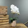 Aragon Phalaenopsis-White in Ceramic Pot-2 stems H58cm(1/12)