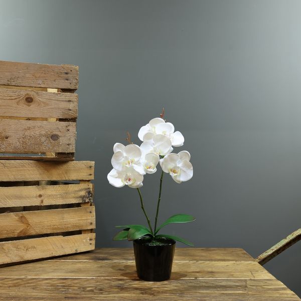 Aragon Phalaenopsis-White in Ceramic Pot-2 stems H40cm(1/12)