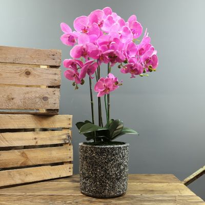Aragon Phalaenopsis-Pink in Cement Pot- 6 stems H72cm(1/4)